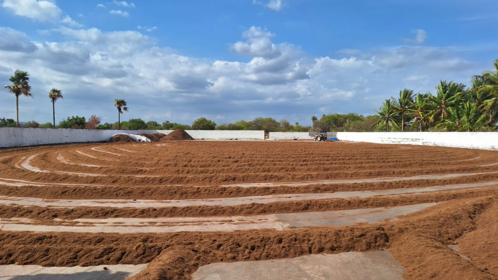 Cocopeat drying in an open yard under a blue sky